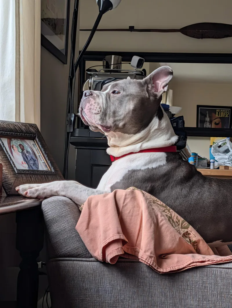 An adult large-sized male Gray / Blue / Silver American Staffordshire Terrier dog named Edward for adoption in Alexandria, VA