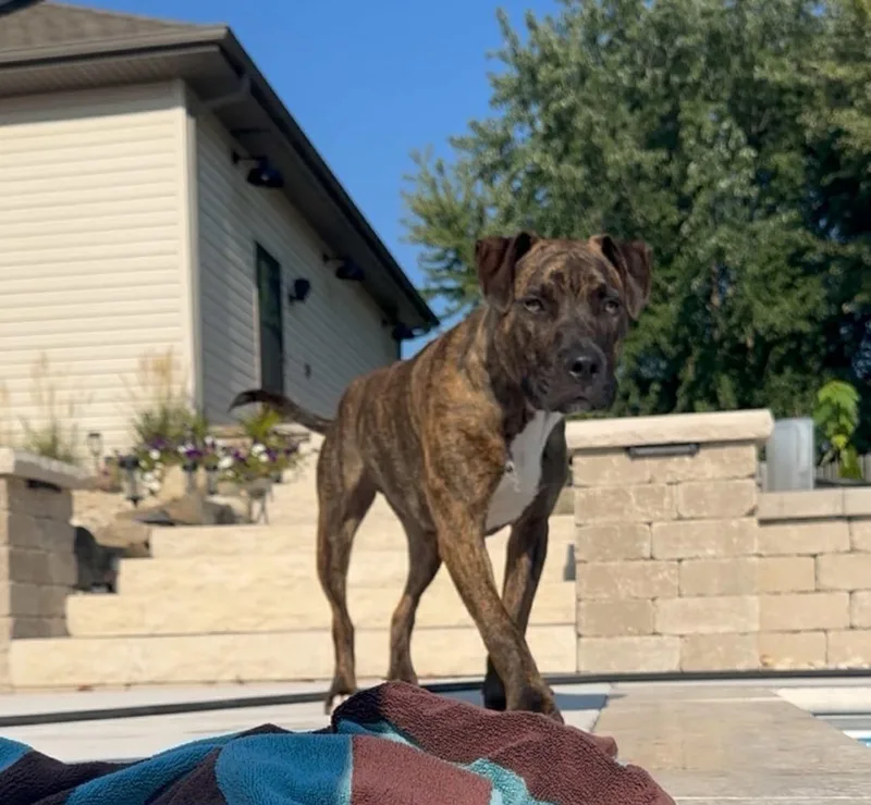 Axel