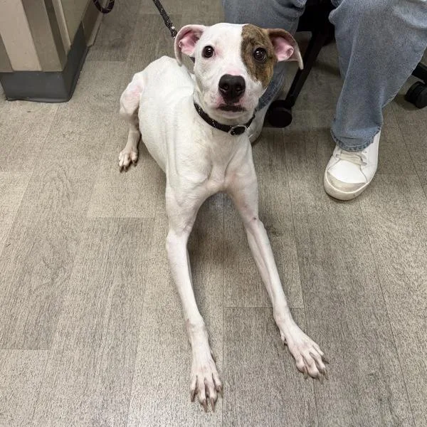 A young medium-sized female Pit Bull Terrier dog named Autumn for adoption in San Diego, CA
