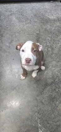 Tuck