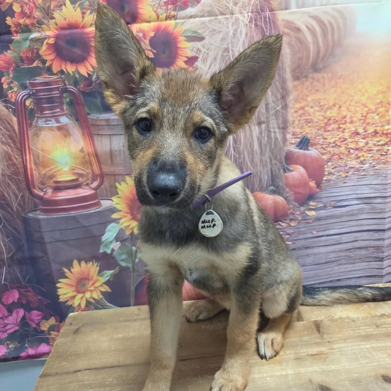 A baby medium-sized female German Shepherd Dog dog named MeepMeep for adoption in Normal, IL
