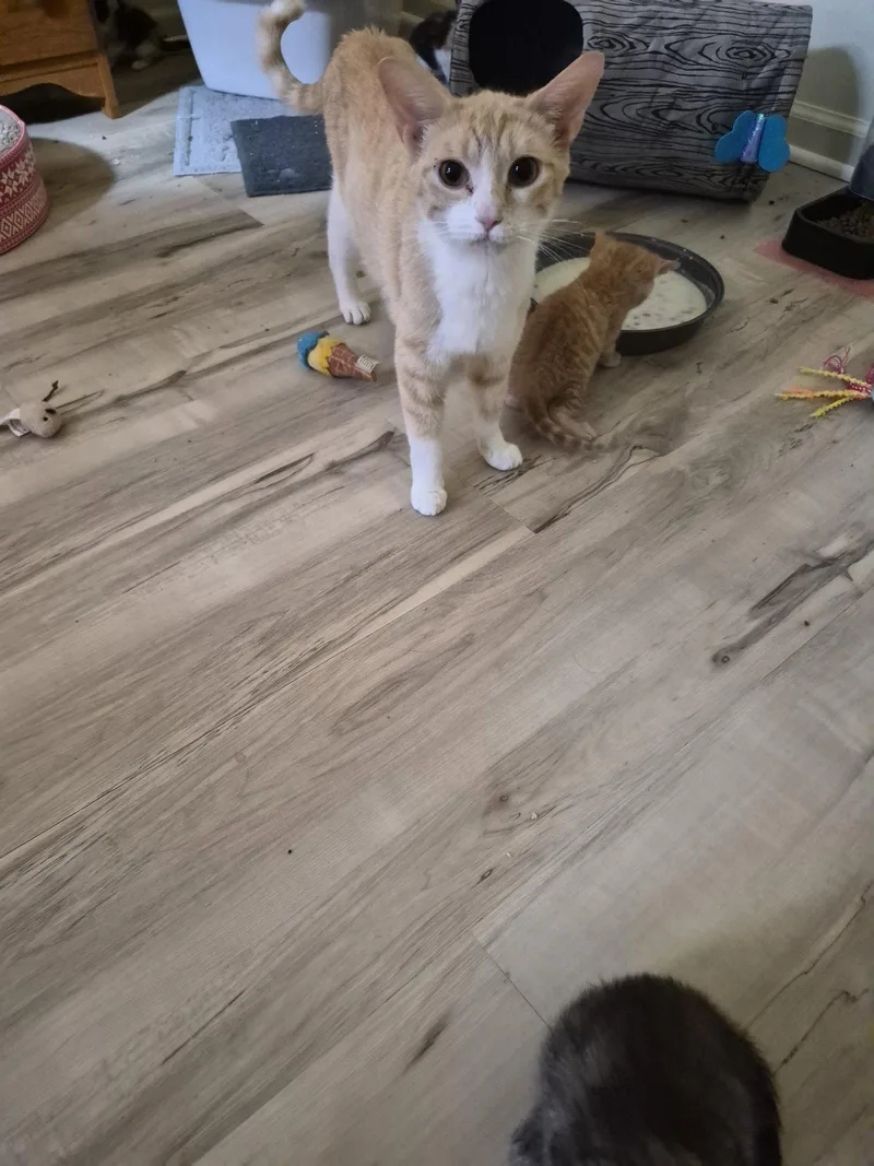 A young small-sized female Domestic Short Hair cat named C Litter Posey  for adoption in Livonia, MI