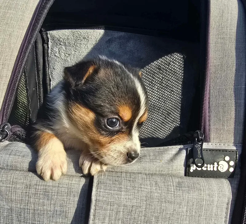 A baby medium-sized female Australian Shepherd dog named Maisy for adoption in Saint Clairsville, OH