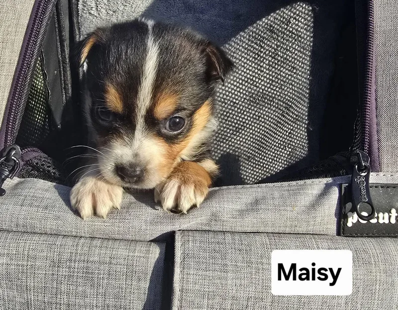 Maisy thumbnail 2