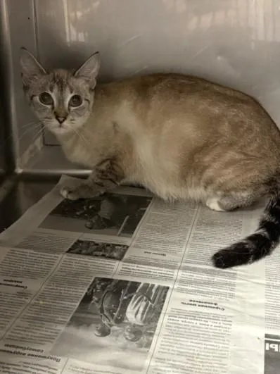 A young medium-sized female Domestic Short Hair cat named Seleue for adoption in Chatsworth, CA