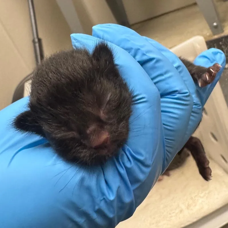 A baby small-sized male Black Domestic Short Hair cat named Tie dye beanie for adoption in Columbiana, AL