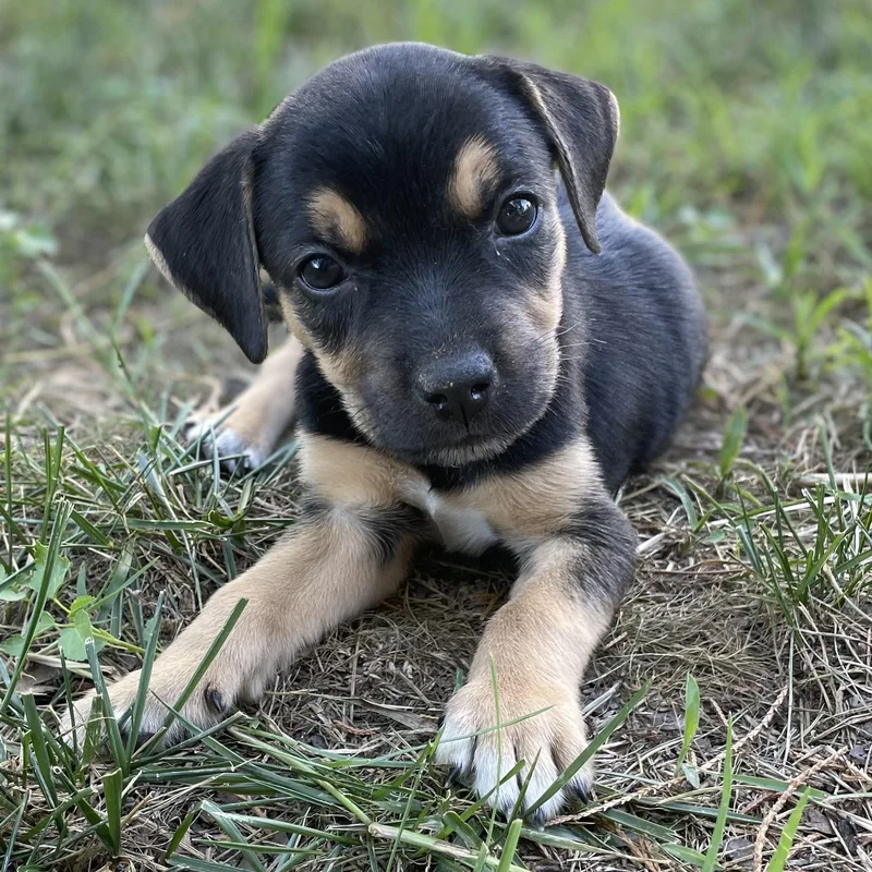 A baby medium-sized male Black Beagle dog named Sesame for adoption in Rock Hill, SC