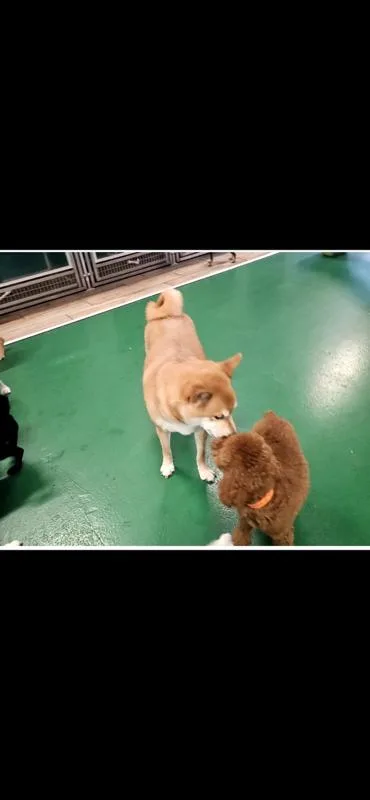 An adult medium-sized male Shiba Inu dog named The Great Gucci for adoption in Randolph, MA