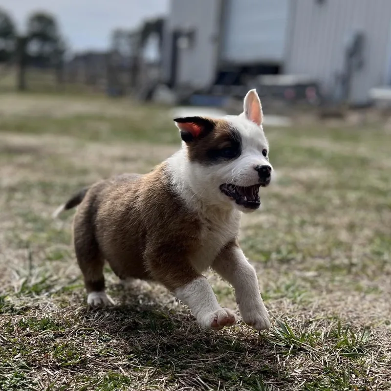 Lenore Dove thumbnail 2