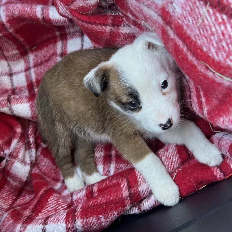 Lenore Dove thumbnail 3