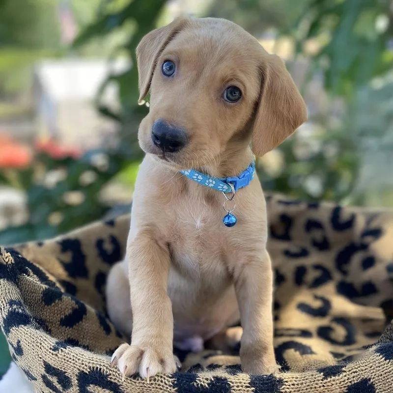 A baby large-sized male Shepherd dog named Africa Pup  Benin for adoption in San Diego, CA