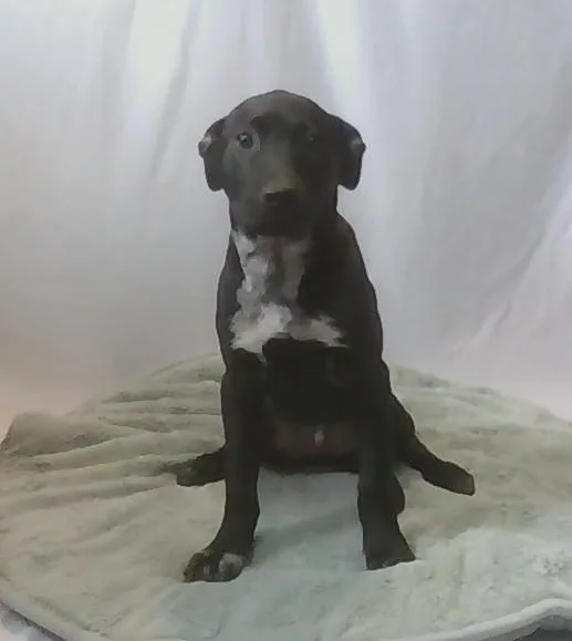 A young medium-sized male Black Mixed Breed dog named Tigger for adoption in Georgetown, SC