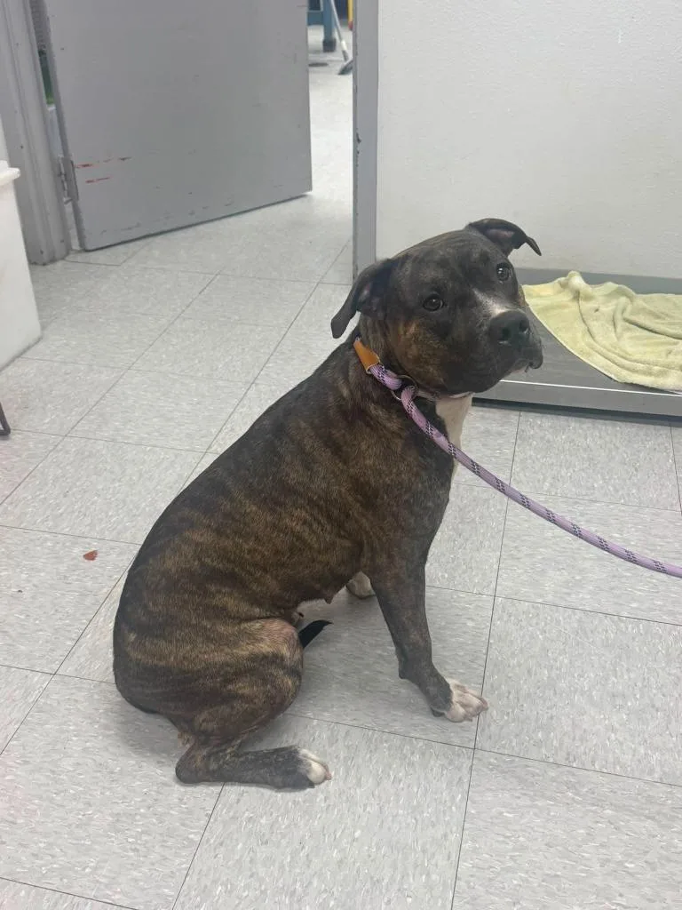 A young medium-sized female Pit Bull Terrier dog named Fajita for adoption in Sorrento, LA