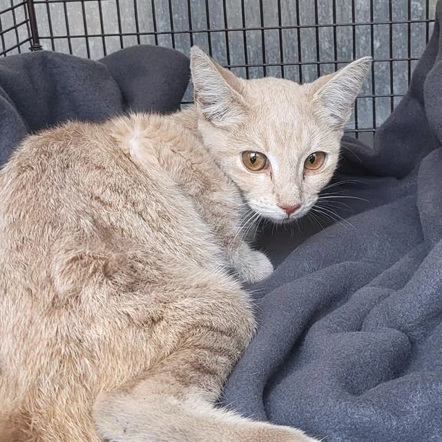 A young small-sized male Domestic Short Hair cat named Mikey for adoption in San Antonio, TX