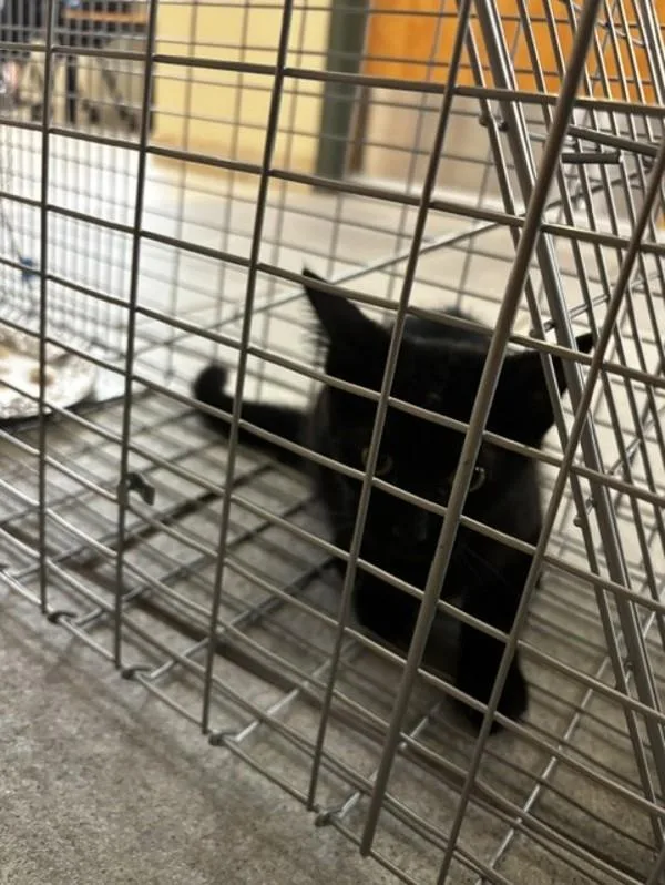 A baby small-sized female Domestic Short Hair cat named Jalapeno for adoption in Virginia Beach, VA