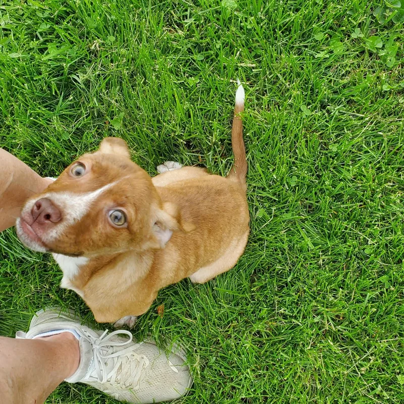 Strawberry Ice thumbnail 2