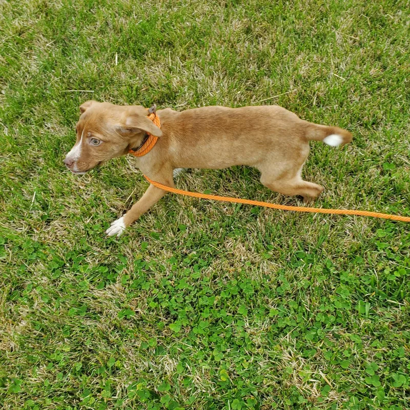 Strawberry Ice thumbnail 3