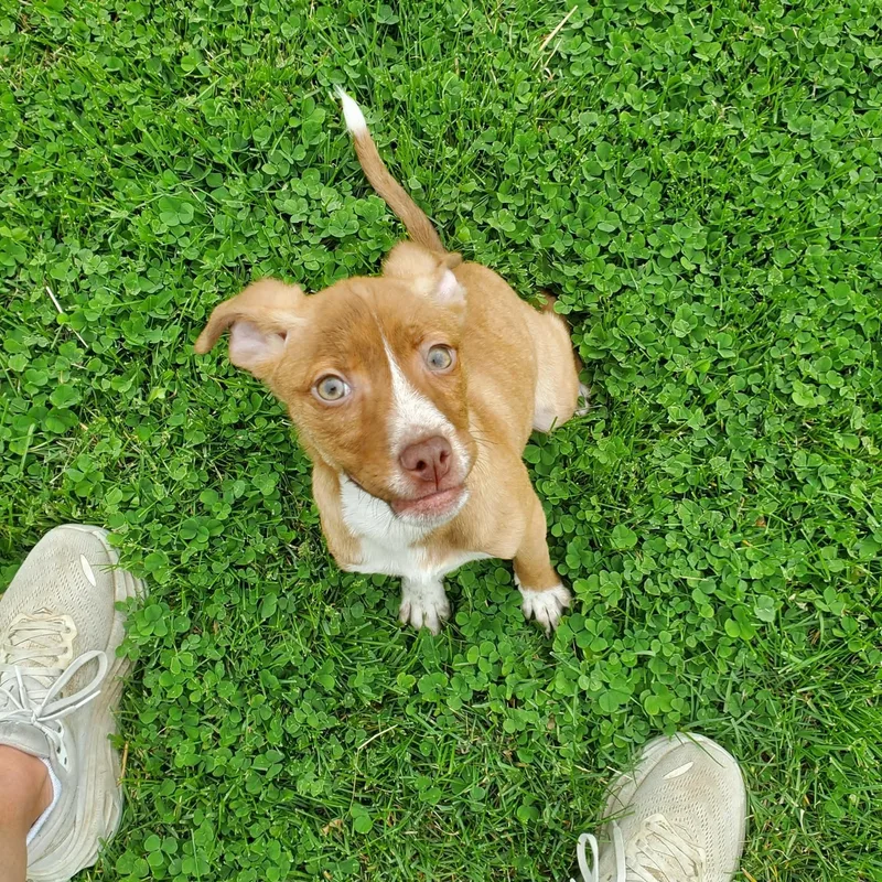 A baby small-sized female Red / Chestnut / Orange Jack Russell Terrier dog named Strawberry Ice for adoption in Goshen, KY