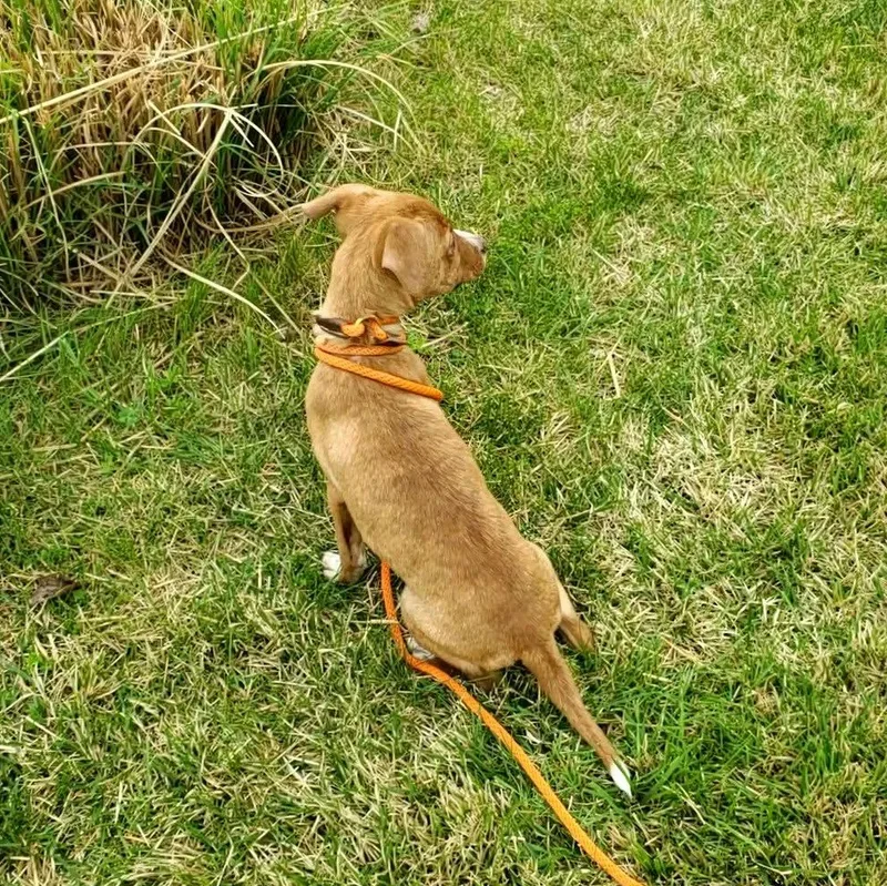 Strawberry Ice thumbnail 4