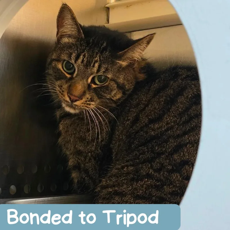 A senior medium-sized male Brown / Chocolate Domestic Short Hair cat named Finn for adoption in Denver, CO