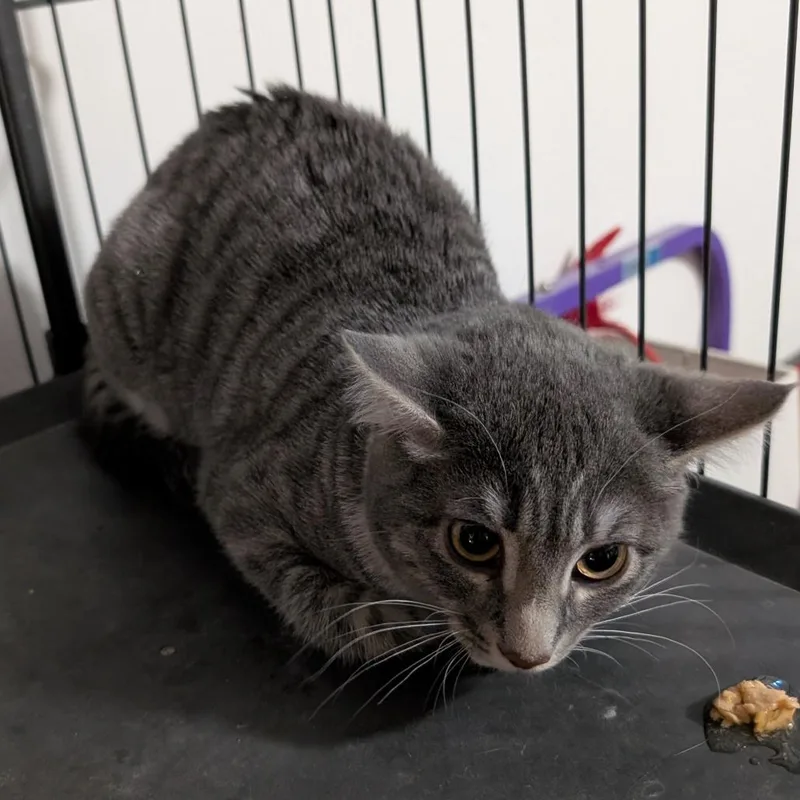 Finch Brinda thumbnail 2