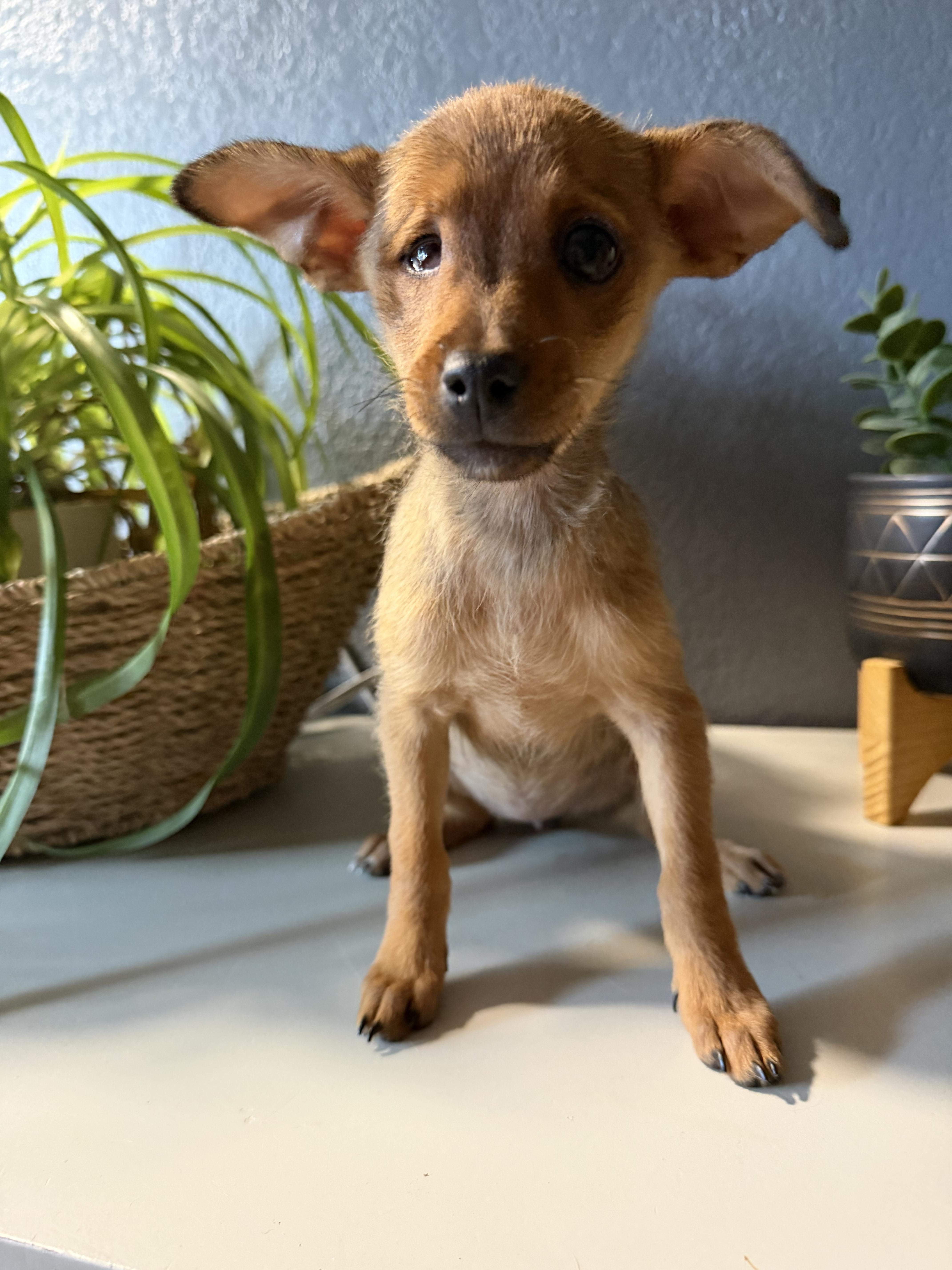 A baby small-sized female Chihuahua dog named Sweet Pea for adoption in Eugene, OR