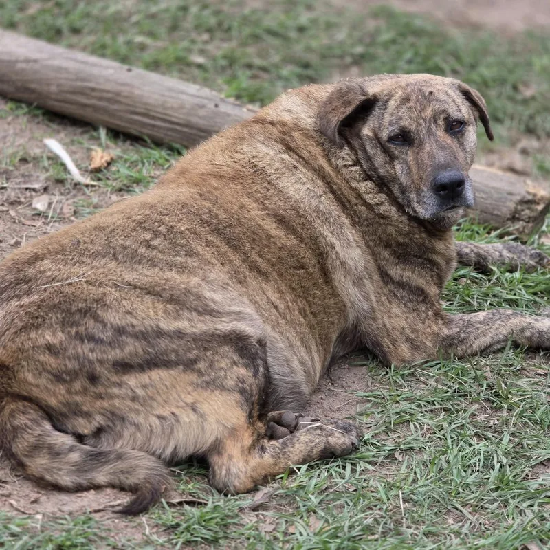 An adult large-sized male Brindle Mixed Breed dog named Jerry for adoption in Wiggins, MS
