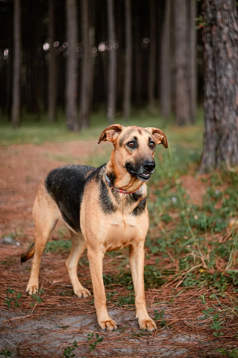 A young large-sized female Bicolor German Shepherd Dog dog named Leia for adoption in Tomball, TX