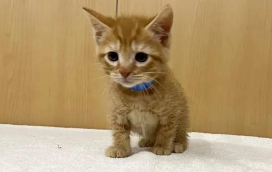 A baby small-sized male Domestic Short Hair cat named Copper for adoption in Saint Louis, MO