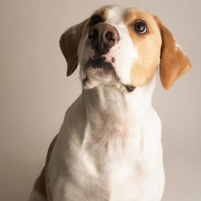 An adult large-sized male White / Cream Coonhound dog named Tyson for adoption in Dayton, OH