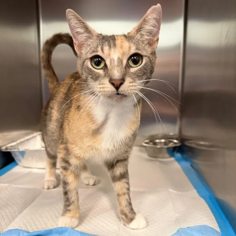 An adult medium-sized female Gray / Blue / Silver Domestic Short Hair cat named Tumblefern for adoption in Greensboro, NC