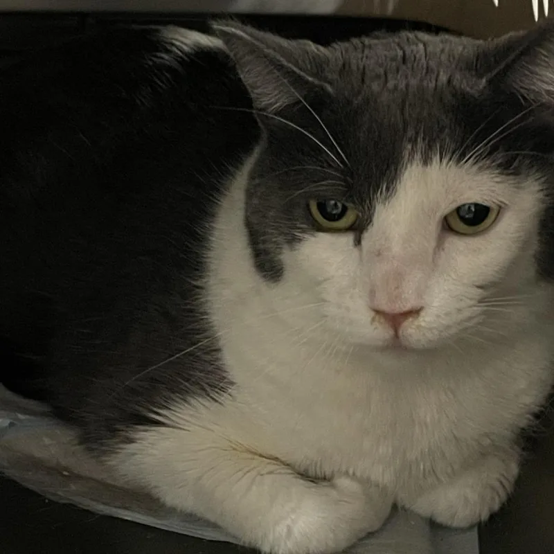 A young large-sized male Gray / Blue / Silver Domestic Medium Hair cat named Knox for adoption in Salt Lake City, UT