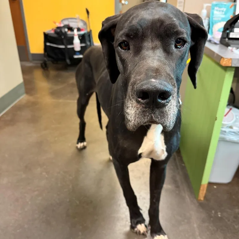 An adult extra large-sized female Black Great Dane dog named Sarah for adoption in Norman, OK