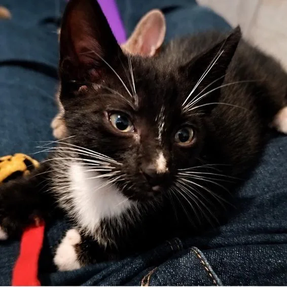 A baby small-sized male Domestic Short Hair cat named Anthem for adoption in Cumming, GA