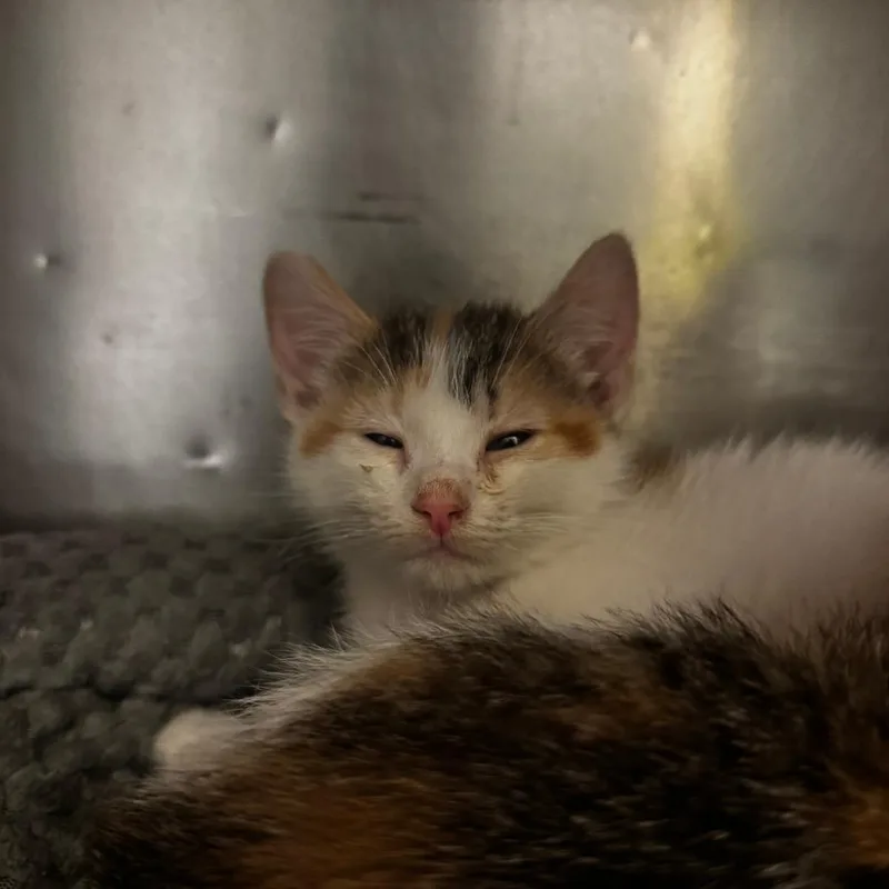 A baby small-sized female Calico Domestic Short Hair cat named Juliette for adoption in South Haven, MI