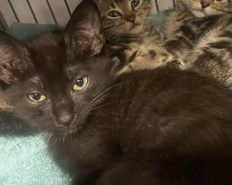 A baby small-sized male Domestic Short Hair cat named Troy for adoption in Goodlettsville, TN