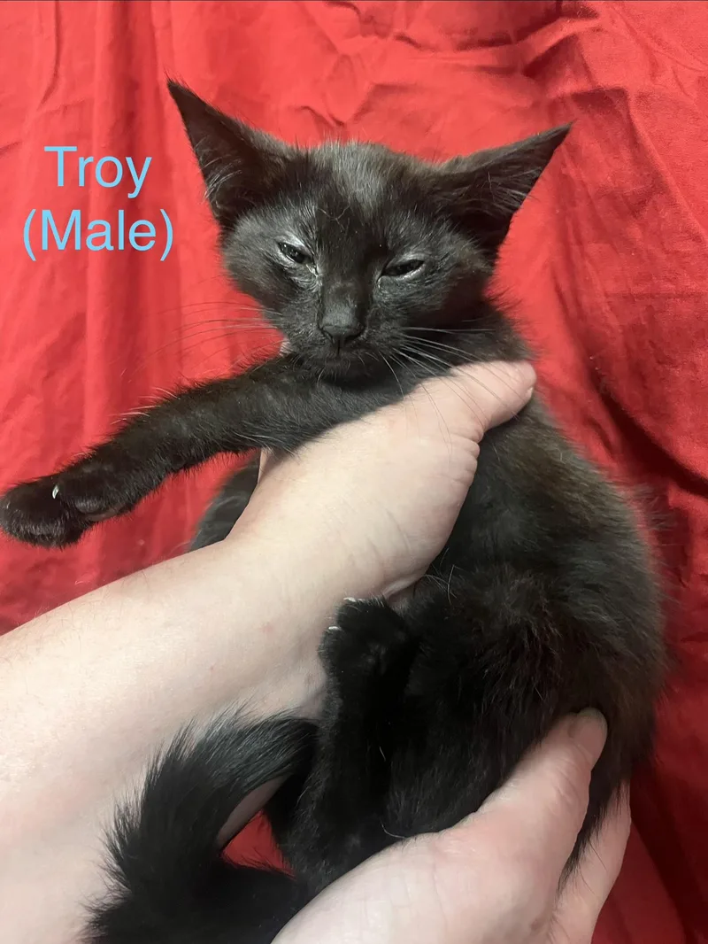 Troy thumbnail 3