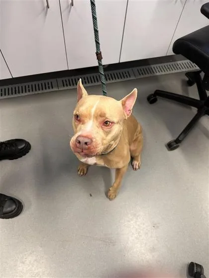 An adult large-sized female Mixed Breed dog named Rosy for adoption in West Chester, PA