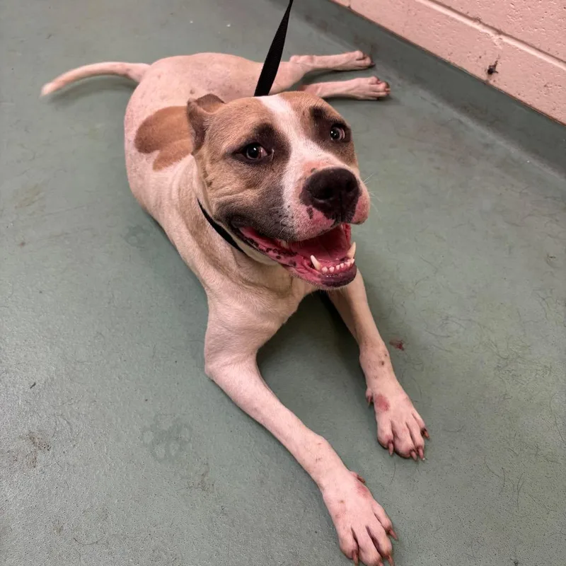 An adult large-sized female White / Cream Mixed Breed dog named Jewel for adoption in Memphis, TN