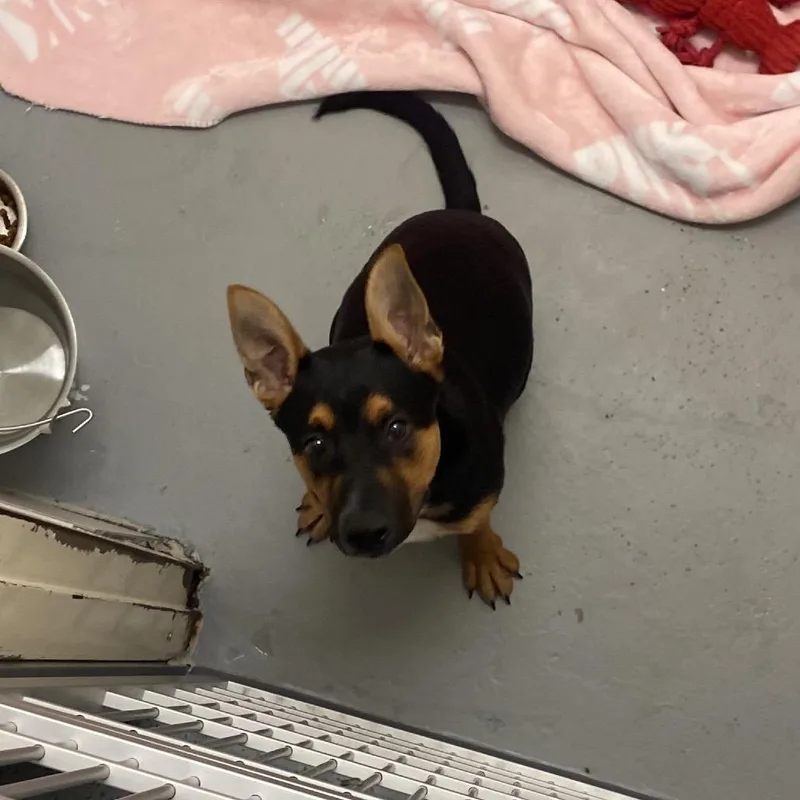A baby small-sized male Black Mixed Breed dog named Jordan for adoption in Charleston, WV