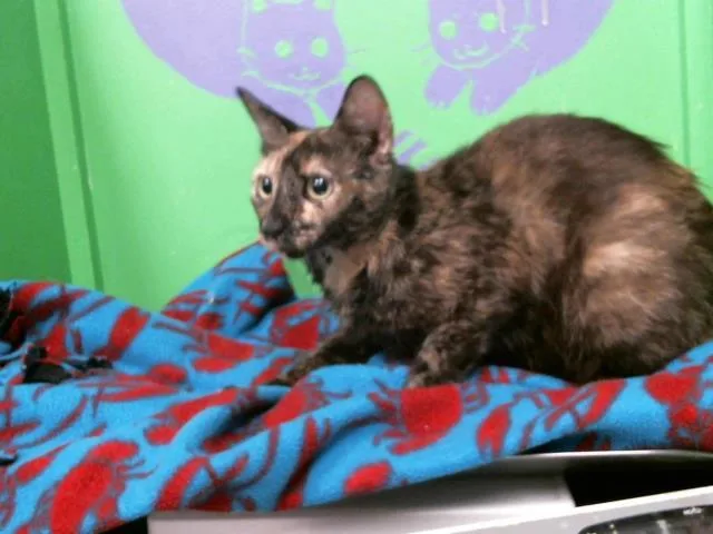 An adult medium-sized female Domestic Short Hair cat named Purrincess Leia for adoption in Houston, TX
