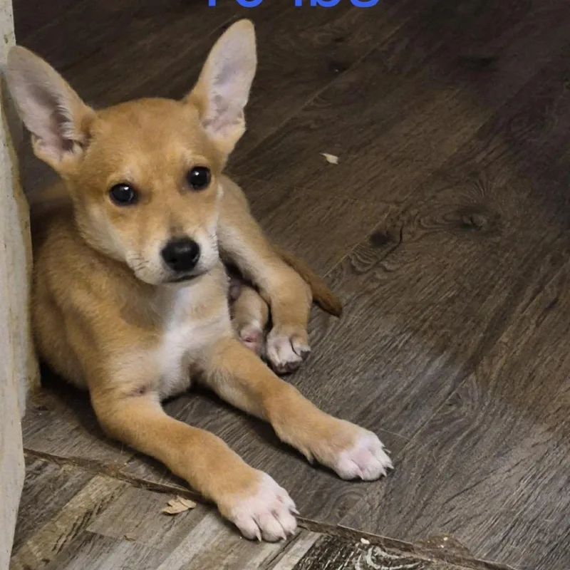 A baby small-sized male Yellow / Tan / Blond / Fawn Jindo dog named Benji for adoption in Rockville, MD