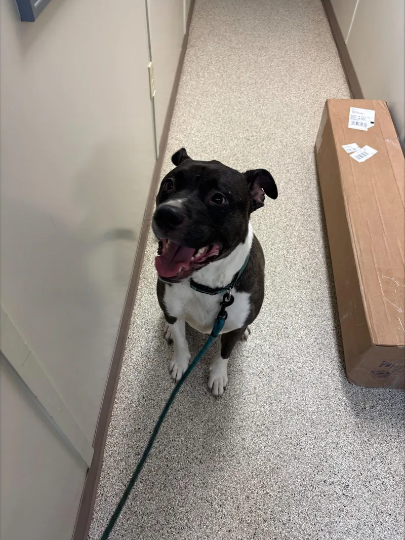 An adult large-sized male Bicolor Terrier dog named Rico for adoption in Conway, AR