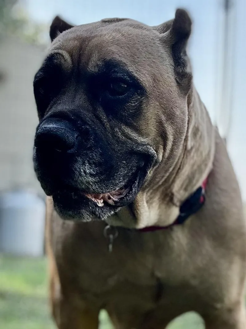 An adult extra large-sized female Yellow / Tan / Blond / Fawn Bullmastiff dog named Vee for adoption in Midlothian, VA