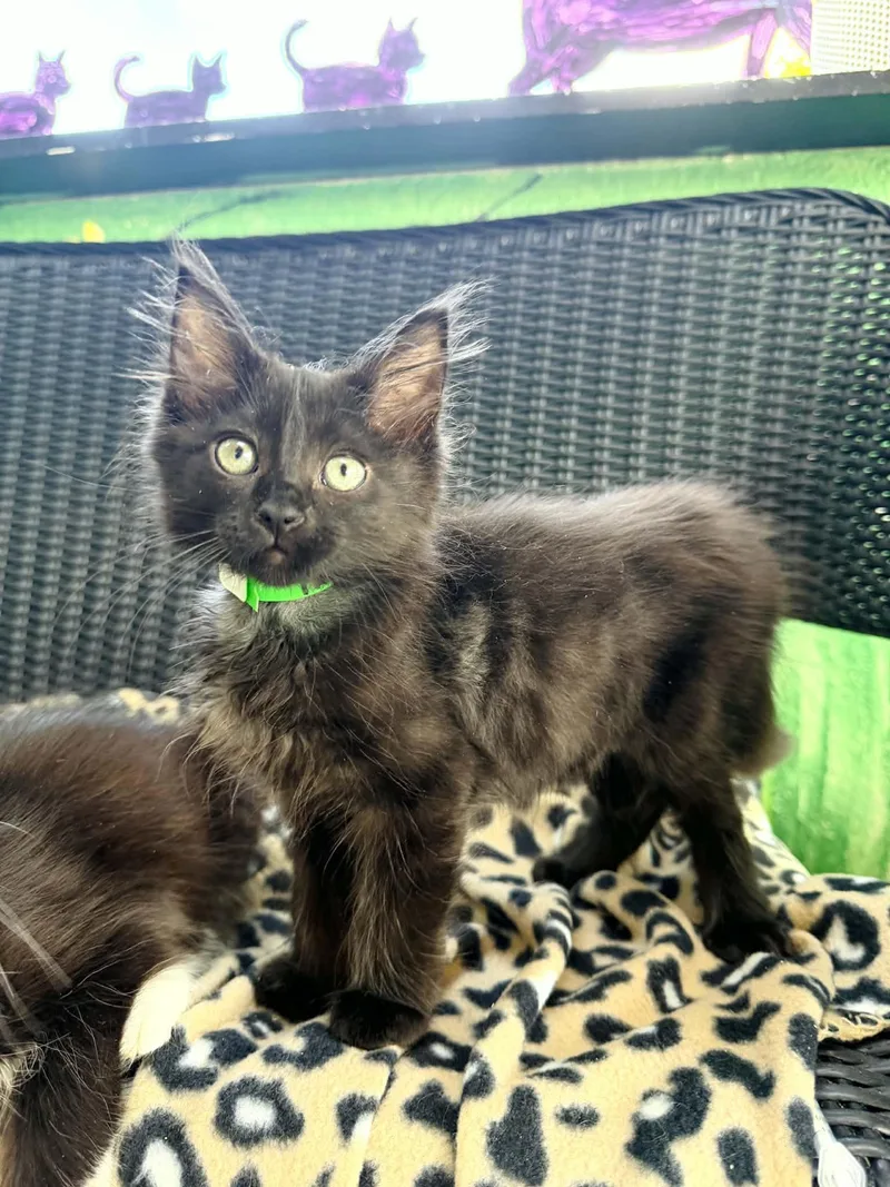 Hugo