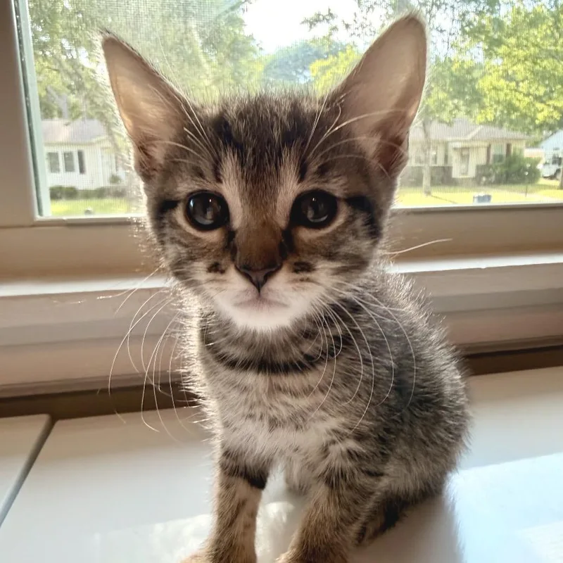 A baby small-sized female Gray / Blue / Silver Domestic Short Hair cat named Tweet for adoption in Brownsboro, AL
