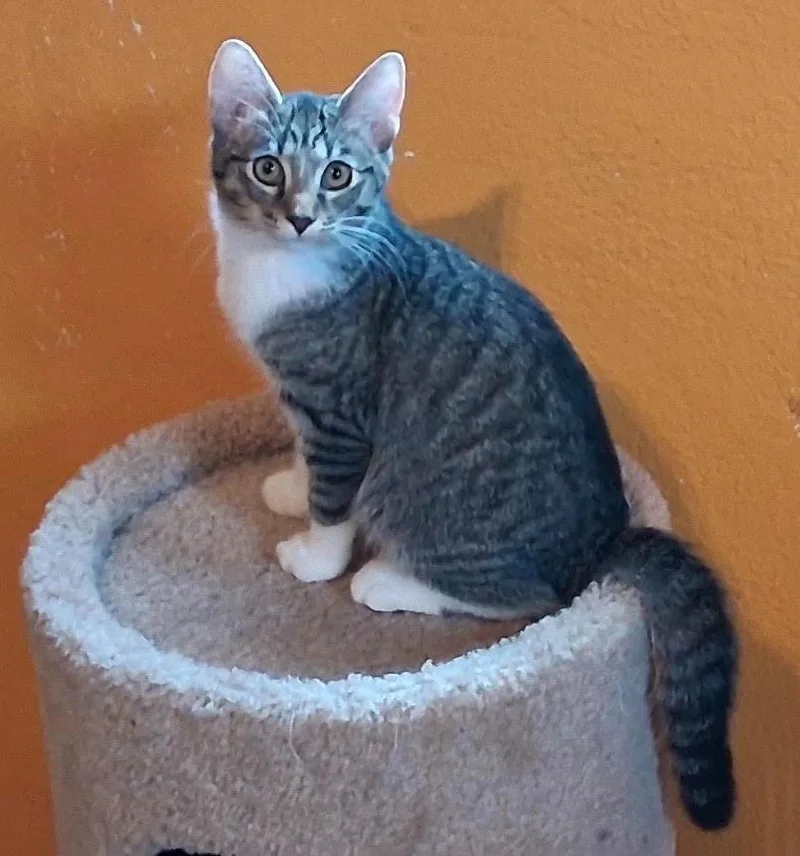 A baby medium-sized female Domestic Short Hair cat named Mittens for adoption in Marianna, FL