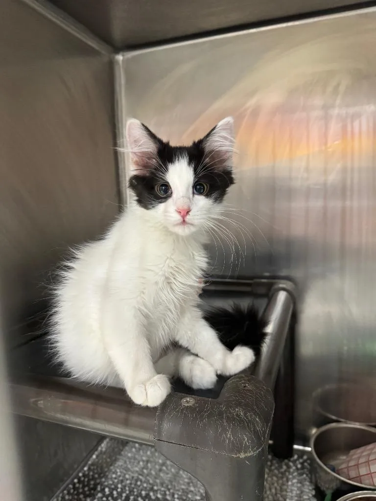 A baby medium-sized female Domestic Short Hair cat named York Peppermint Patty for adoption in Fort Lupton, CO