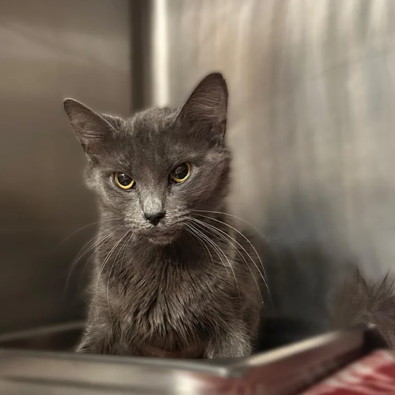 A young medium-sized female Domestic Medium Hair cat named Boodles for adoption in Davenport, IA