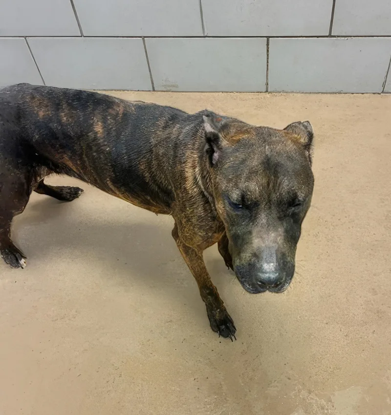 An adult medium-sized female Mixed Breed dog named Piper for adoption in Nashville, TN